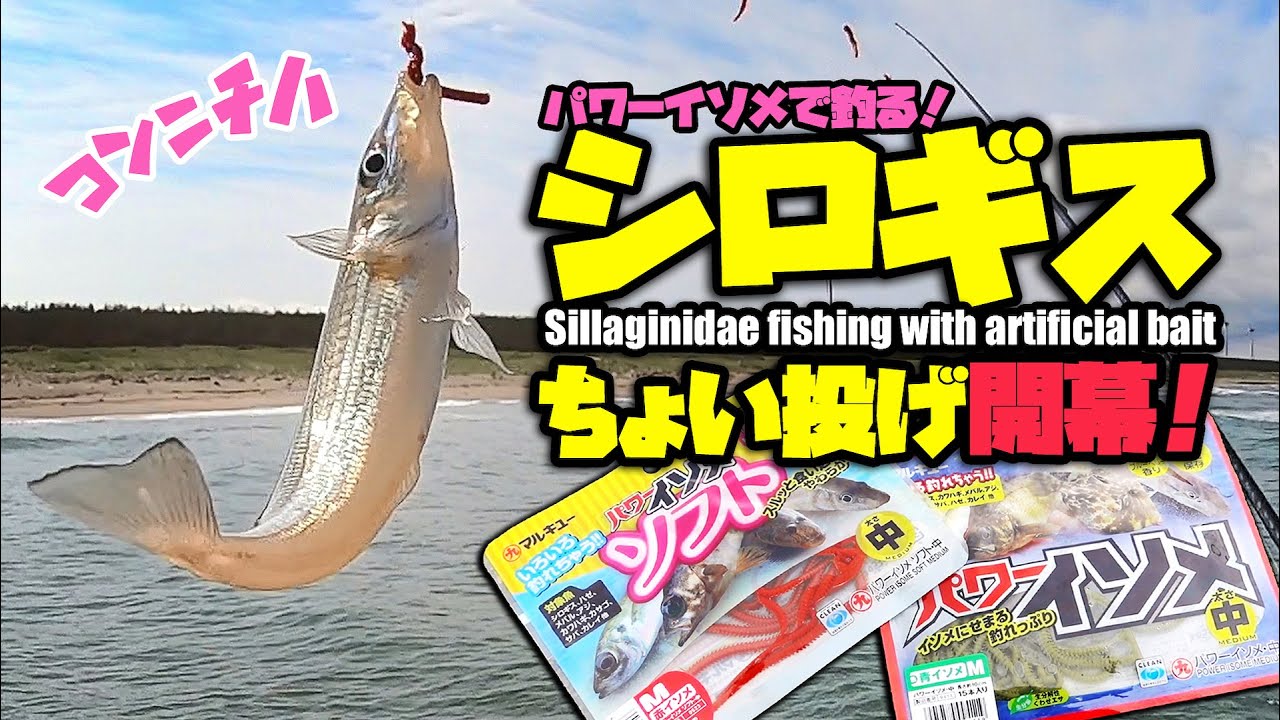 Ловля силлагинид на искусственную приманку Power Isome.