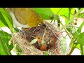 Baby bird VOMITS Out Strip WASP STUCK in Throat | white eye feeding baby birds in nest