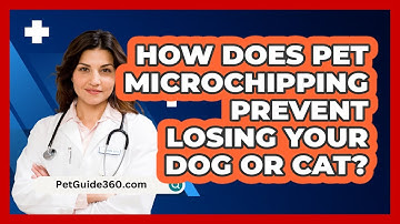 How Does Pet Microchipping Prevent Losing Your Dog Or Cat? - PetGuide360.com