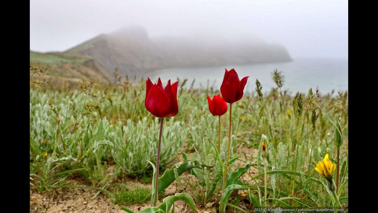 Дикие тюльпаны в крыму. Тюльпан Шренка в Крыму. Тюльпаны Шренка Коктебель. Опук тюльпаны Шренка. Тюльпаны Шренка в Крыму цветение.