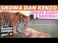 ANJING MENAKLUKAN HARIMAU DENGAN CARA INI.. HANYA SNOWA YANG BISA..