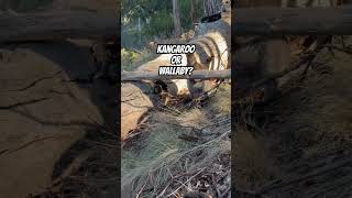 Kangaroo or Wallaby?#foryou #fy #australia #tasmania #tassie #kangaroo #wallaby #wallabies #viral