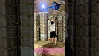 Farm Work Vlog Stacking Crates Of Vegetables Neatly On Ground