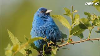 Burung Biru kicau suara unik Hummingbird Tenagger