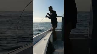 PESCA DE ATUN/PICADA EN DIRECTO #pesca #atún #tuna #fishing #señuelo