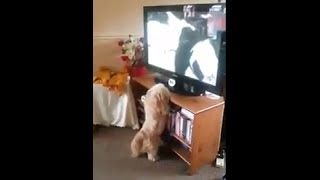 Lacie watching dog resue a doggy is giving birth listen for her crying such a softee proves dogs hav by Dog Stud 9 views 7 years ago 3 minutes, 6 seconds