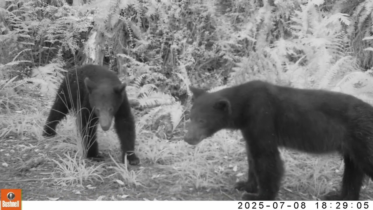 Yearling Black Bears Using a Muddy Wallow and Playing