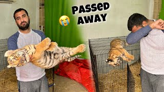 Tiger Passed Awaychor K Chla Giya Ye Bhi