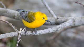 Birding live from The Biggest Week in American Birding