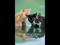 The Cats of Dawn Colors – A Magical Tale of Hope and Light 🐱✨ #funny #youtubeshorts #funnyvideos