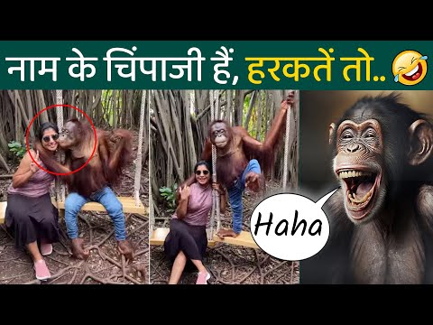 वीडियो: क्या चिंपाजी इंसानों को खा जाते हैं?