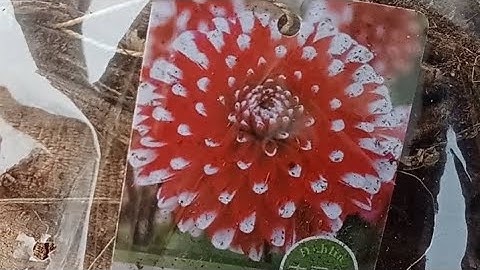 Củ Giống Hoa Thược Dược Giống Mới Nhập ngoại