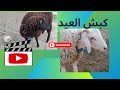 الكبش يدور وقرونه نطاحه يا جزار ويا عمار عيد الأضحى