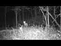 Red Fox Screaming at Night