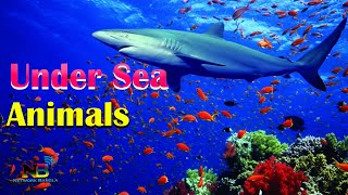 Under the Sea - A Wonderland of Colors and Creatures