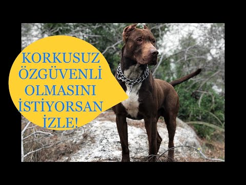 Video: Alman Çobanına Nasıl Bakılır: 9 Adım (Resimlerle)