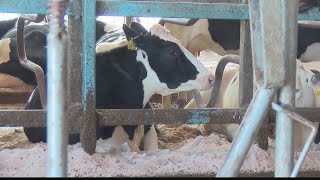 Steps farmers should take to keep livestock warm in extremely cold temperatures