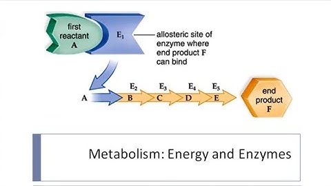 Enzymes and Metabolic Pathways | Enzymes