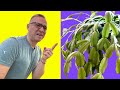Christmas Cactus (or Thanksgiving Cactus) WON'T FLOWER??? Here is what to do!