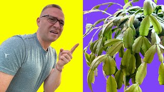 Christmas Cactus (or Thanksgiving Cactus) WON'T FLOWER??? Here is what to do! by Ohio Tropics Houseplant Care 132,217 views 2 years ago 6 minutes, 27 seconds