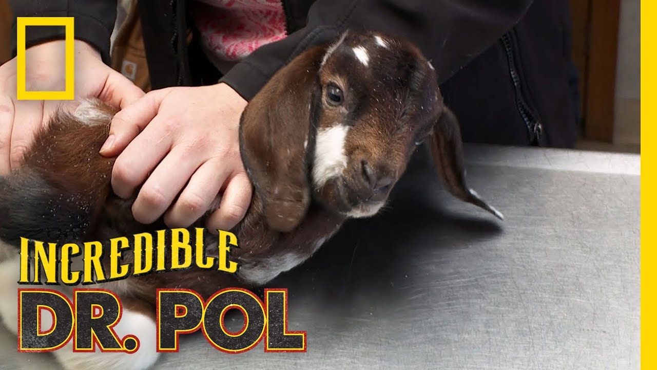 Helping a Baby Goat's Infection The Incredible Dr. Pol YouTube