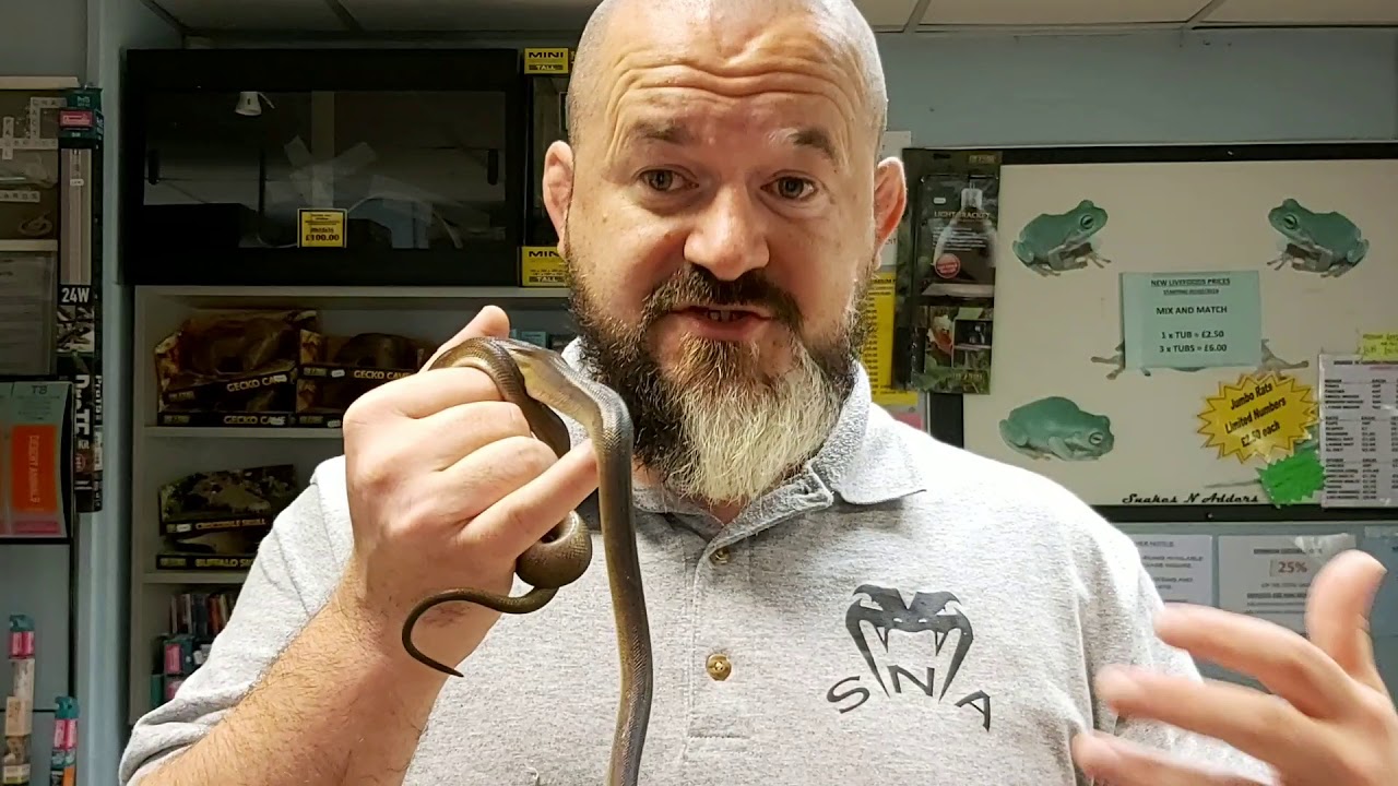 camera iphone 8 plus apk S'N'A Intermediate Series: Episode 19 - Golden White Lip Python (Bothrochilus albertissi)
