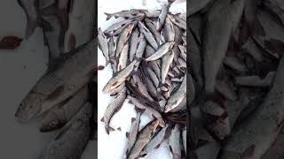 Жена научила, как ловить хариуса. #ловляхариуса