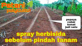 spray herbisida sistemik dan pra tumbuh sebelum tanam cabai dan tomat dipolisela pepaya (bag 6)