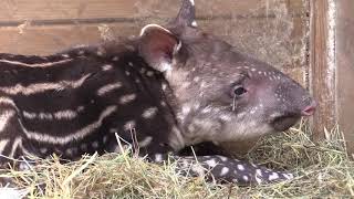 VIDÉO - Un tapir est né à Planète Sauvage
