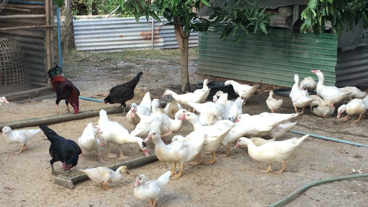 หลักการเลี้ยงเป็ดบาบารี่มีอะไรบ้าง? ที่ทำให้ประสบความสำเร็จ