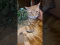 Cat self-soothes with catnip #cat #cats #orangecat #orangecats #felinefriends