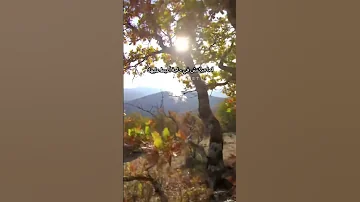 ألف أرنب يجري يلعب Ai 