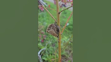 Our praying mantis egg sack.   More information about it and better footage.