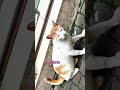 “Setiap Pagi Kucing Ini Menunggu di Depan Pintu Ini”