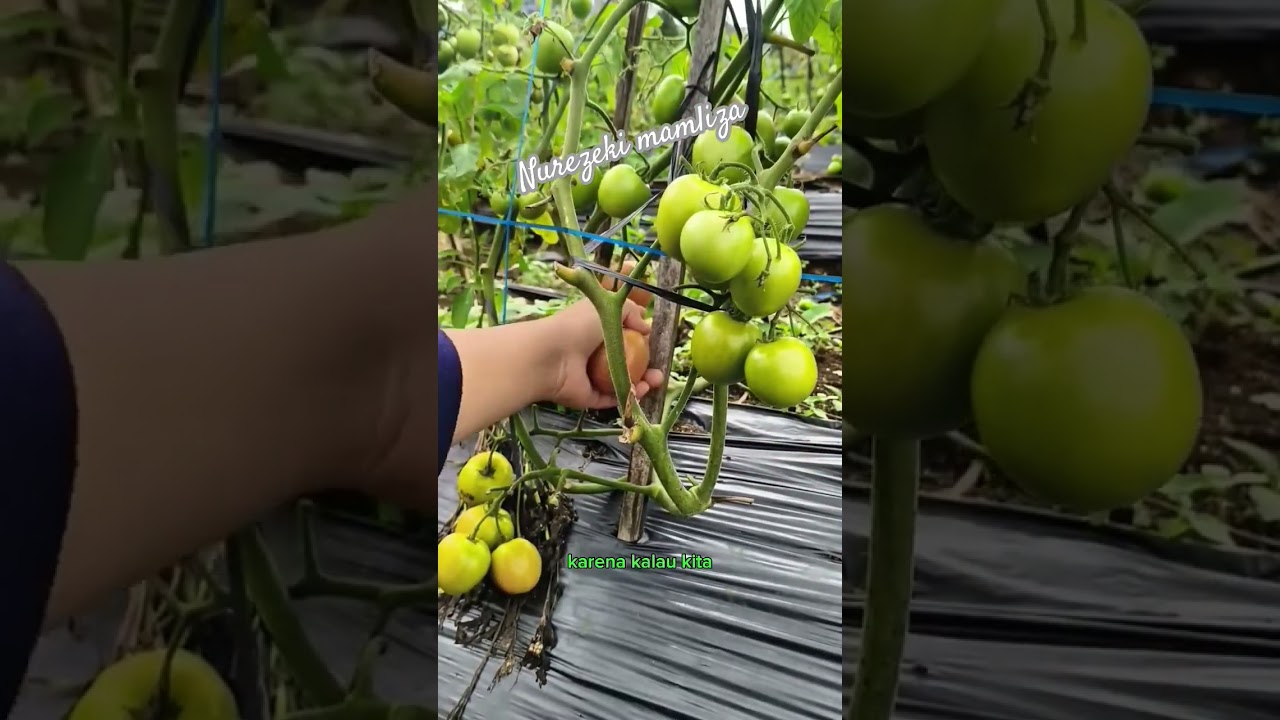 panen tomat #shorts #budidayatanaman #garden #gardening #vegetables #tomato #pertanian #harvest