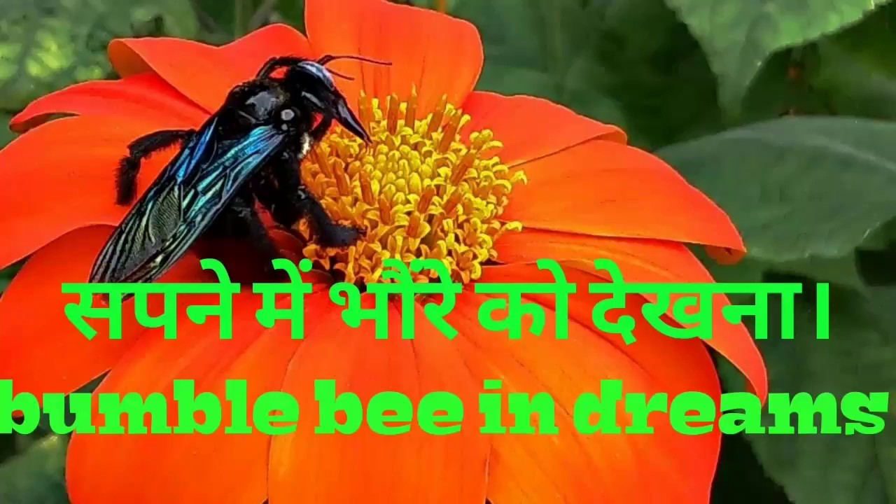 Bumble Bee In Dream YouTube bumble-bee-in-dream-youtube