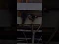 Raccoon Stuck On Crankbait Raccoon Stuck On Crankbait