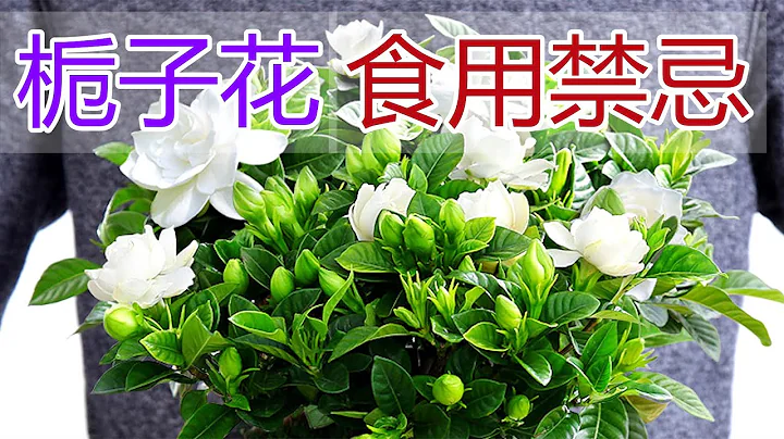 栀子花的功效和作用，栀子花泡水喝的功效,栀子花食用禁忌 - 天天要闻