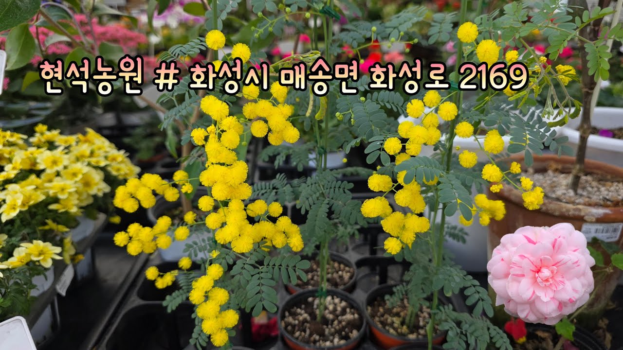 현석농원 ##화성시 매송면 화성로 2169# 복주머니#그레이스캄파#데모루#가자니아#애니시다#더블캄파#운간초#종이꽃#목마가렛#아게라텀#버들레햄#각종난종류# 등...