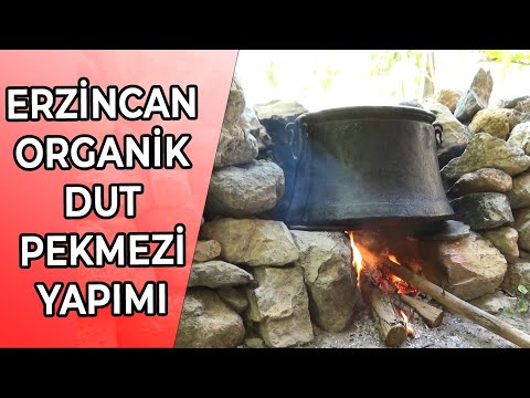ERZİNCAN'DA ORGANİK DUT