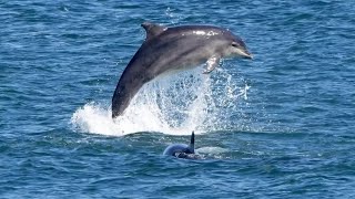 Swimmers injured in dolphin attacks on Japan beach Japan Issues Warning After Revenge Dolphin Attacks