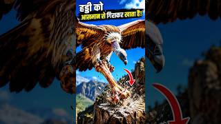 हड्डीखोर गिद्ध का खौफनाक हड्डी खाना। 😱😱 #animalshorts #forest #animals #wildlife #birds #jungle
