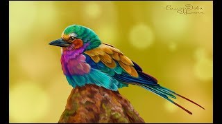 Speedpaint - bird (ES) screenshot 5