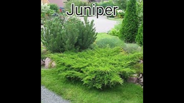 Juniper as an integral part of bright compositions in landscape design #plant #interior #design