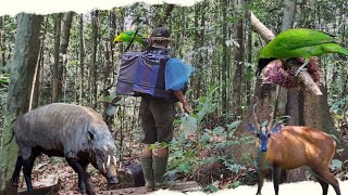 MIKAT BURUNG CUCAK IJO DI HABITAT BABI RUSA DAN KIJANG