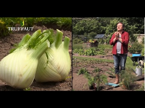 Planter du fenouil au potager - Truffaut