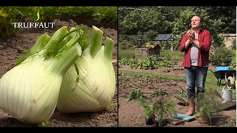 Où planter le fenouil ?