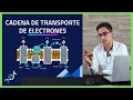 Respiracion Celular💥 Cadena Transportadora de ELECTRONES paso a paso 🧪BIOQUIMICA🧪 #003