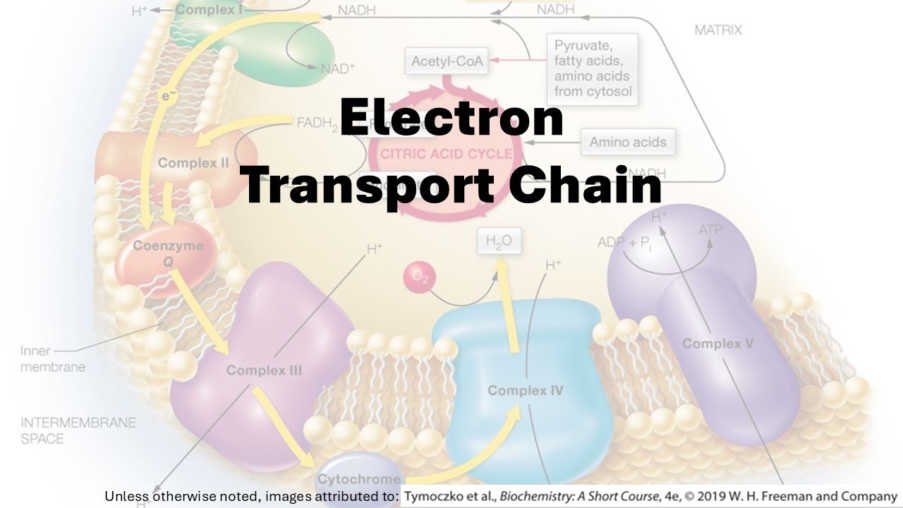 Electron Transport Chain
