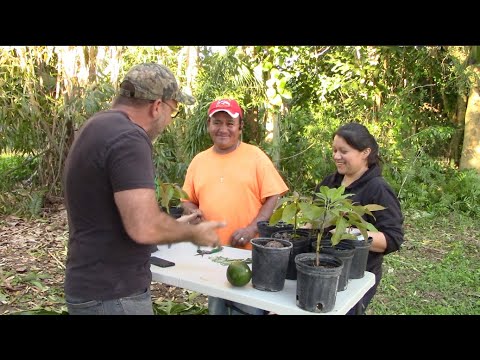 Video: Kan du pode avocadoer: Lær hvordan du poder et avokadotræ